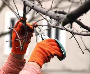 pruning trees